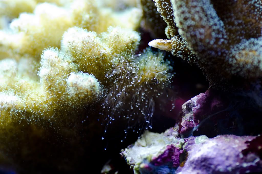 coralwars.jpg