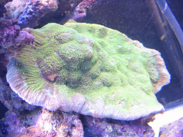 echinata.jpg
