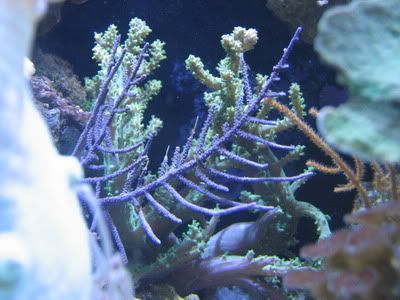 Reef085.jpg