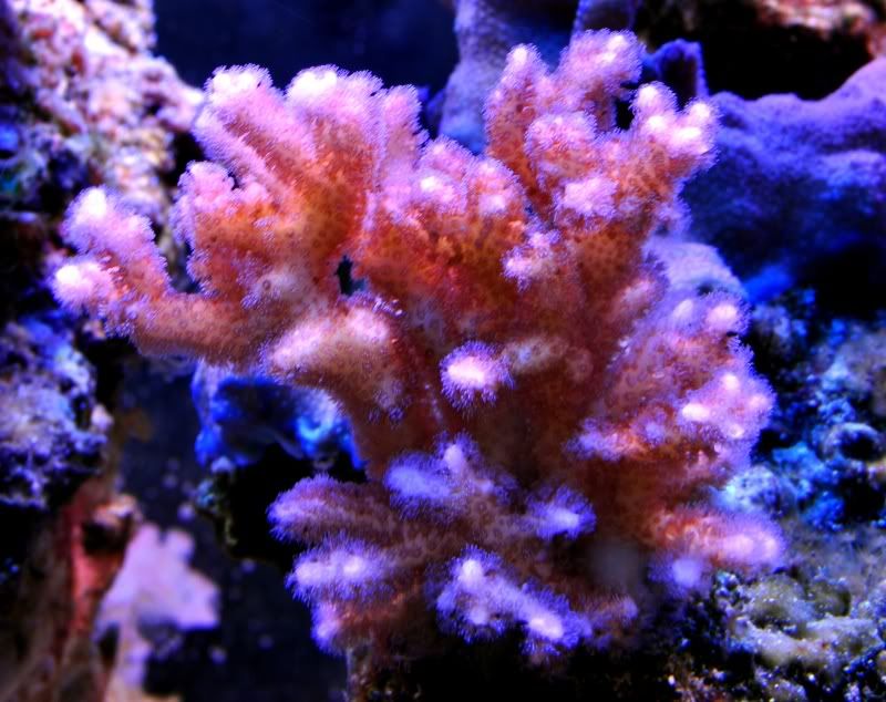 DSC_0637.jpg
