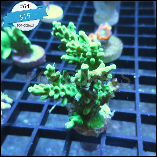 064_zps5vbrebwf.jpg