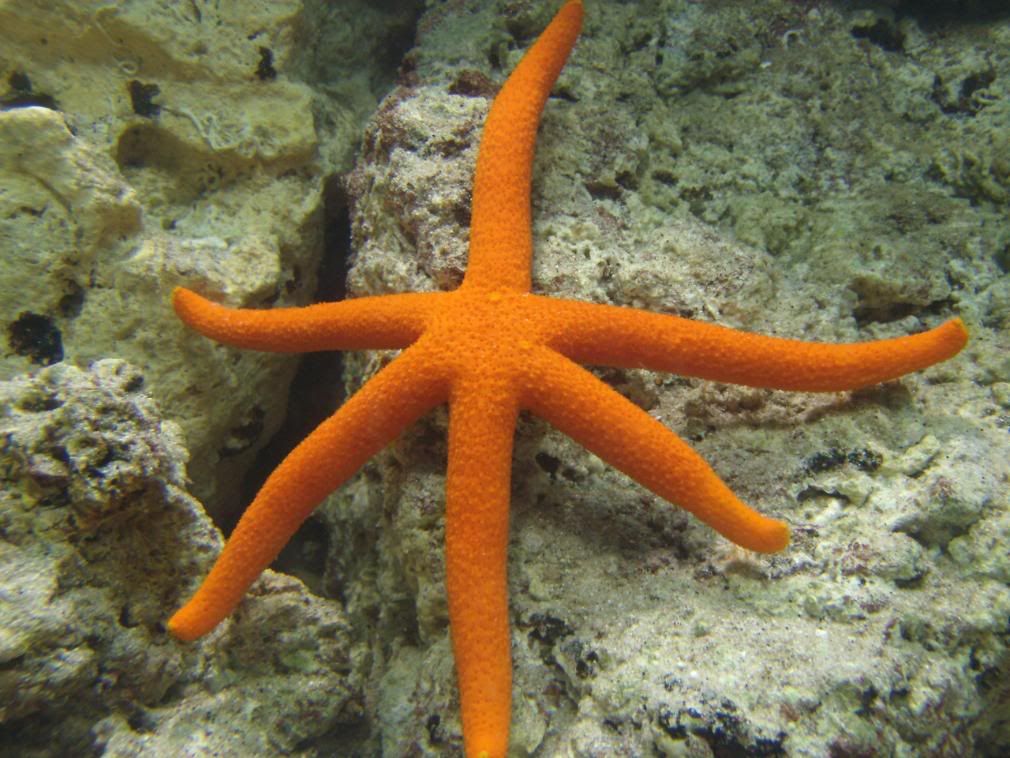 jayfish132.jpg