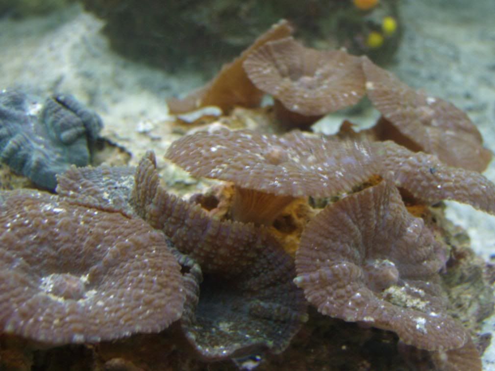 jayfish086.jpg