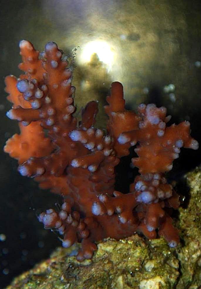 Acro2.jpg