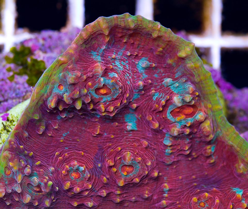 anewcoral_41-2.jpg