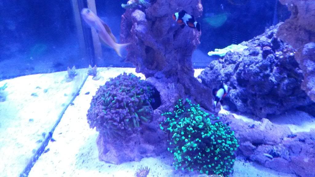 20140131_142651_zpsio7v8p2i.jpg