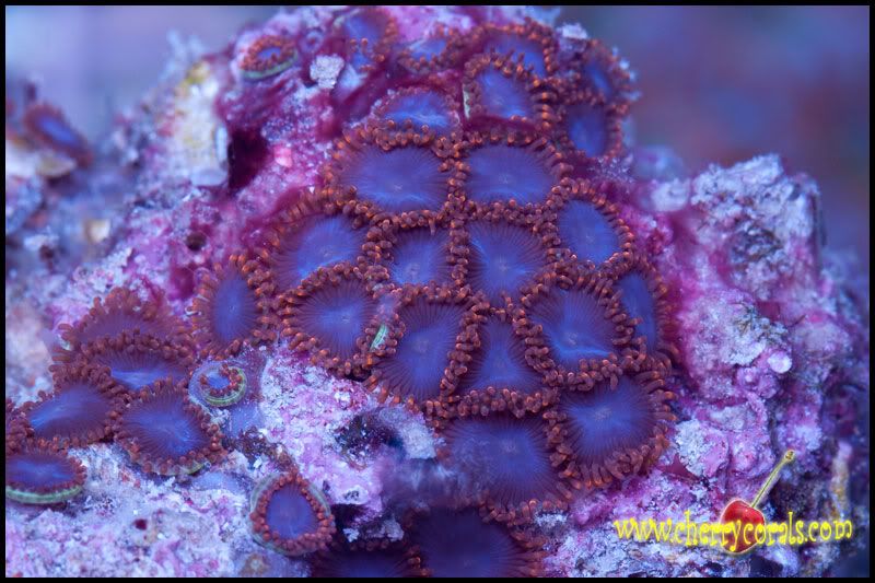NewCorals_23-4.jpg