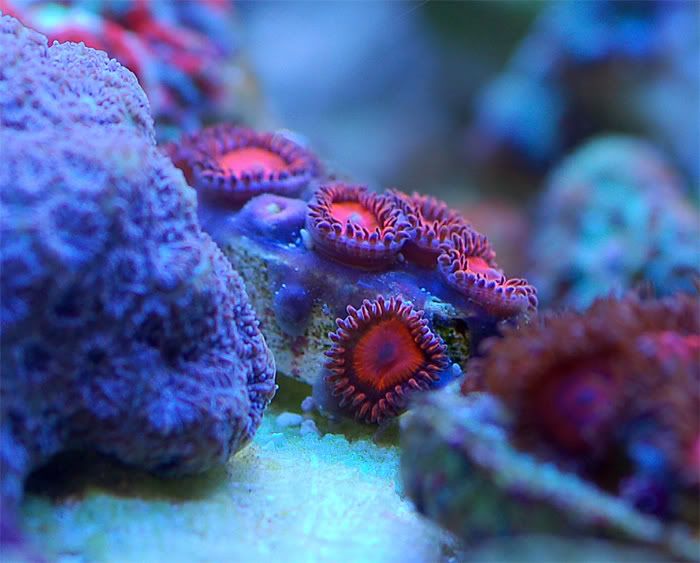 zoa5dx1.jpg