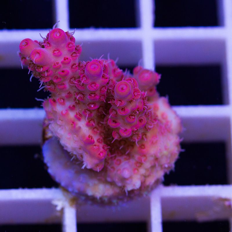 newcorals709b.jpg