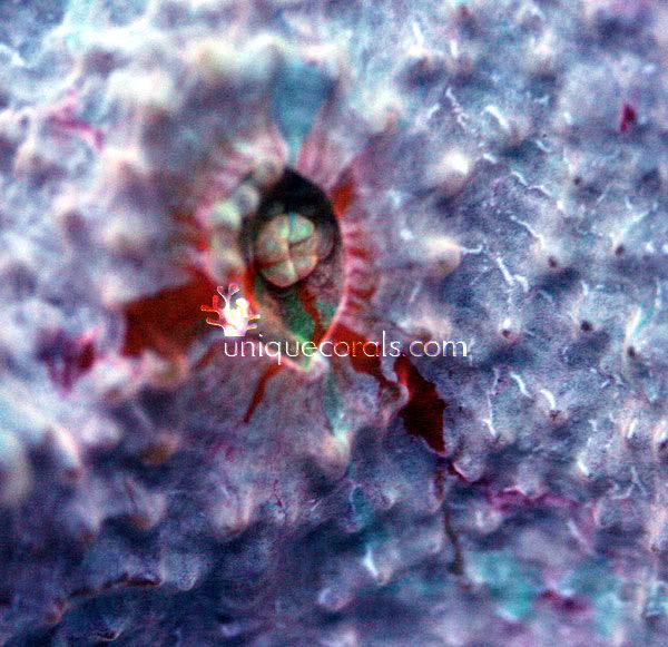 chalice4_macro1.jpg
