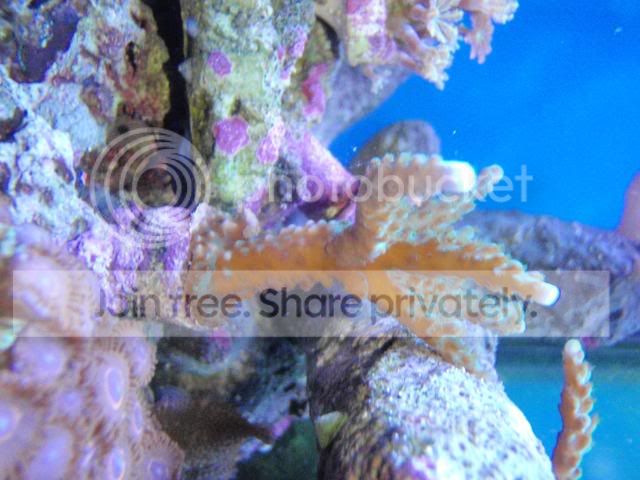 coral4sale008.jpg