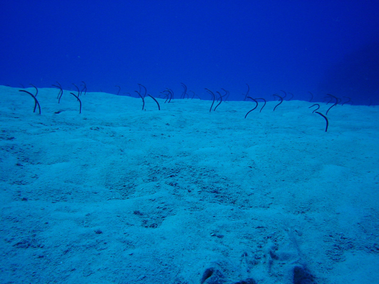 garden_eels.jpg