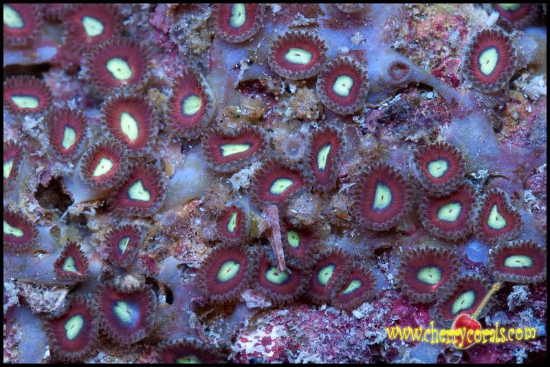 NewCorals_25-5.jpg
