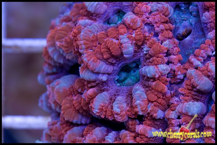 NewCoral_20copy.jpg