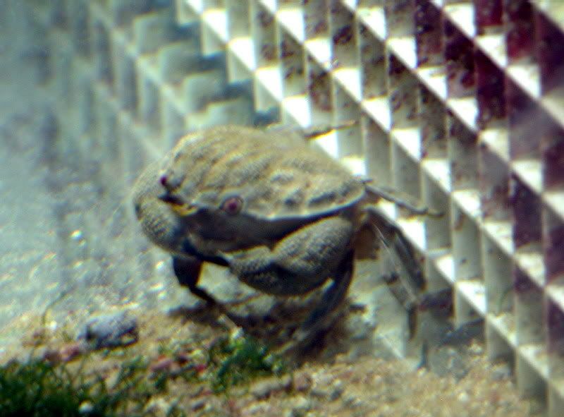 XanthidCrab21008LR9529.jpg