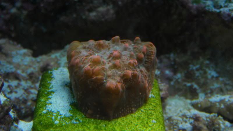 DSCN1323.jpg