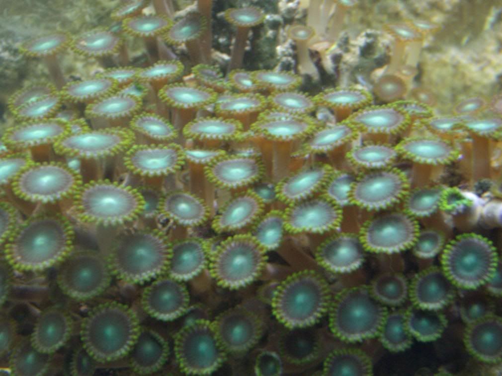 jayfish107.jpg
