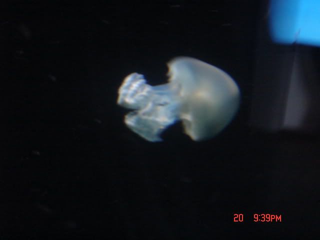 DSC01469.jpg