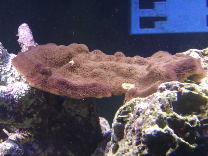 jayfish023.jpg