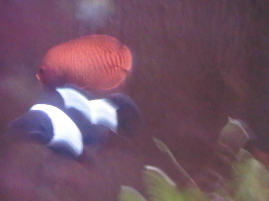 GoldenAngelfish.jpg