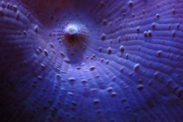 120g_bluemushroom04.jpg