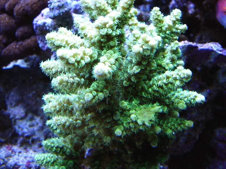 yellow-tenuis-2-06.jpg