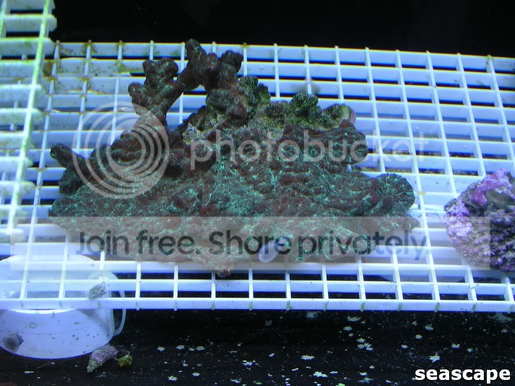 june2409corals193.jpg
