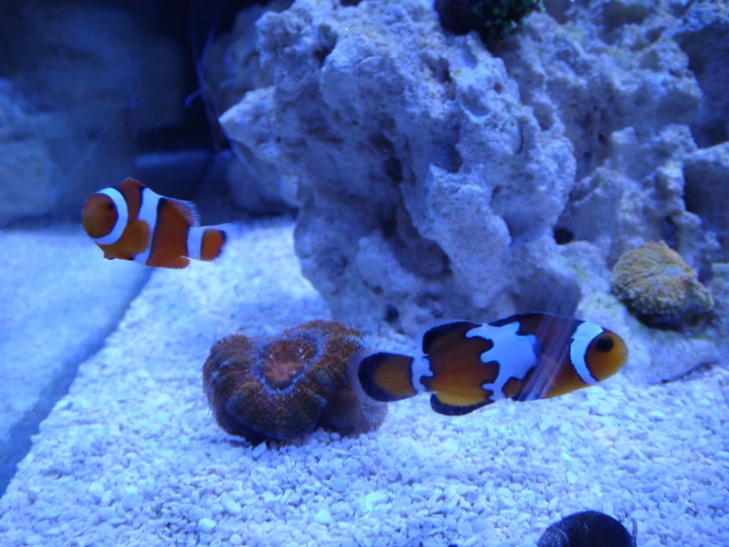 fishstuff073.jpg