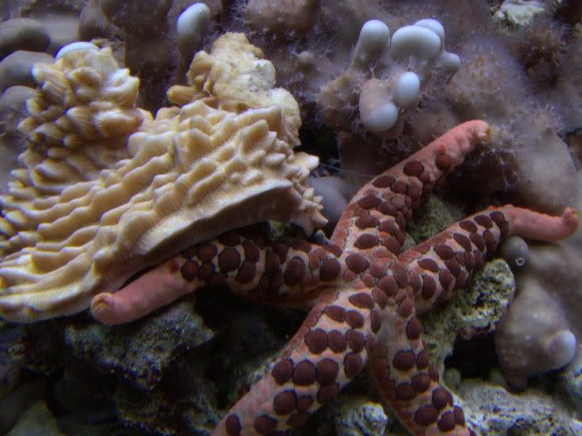 starfishcrop.jpg