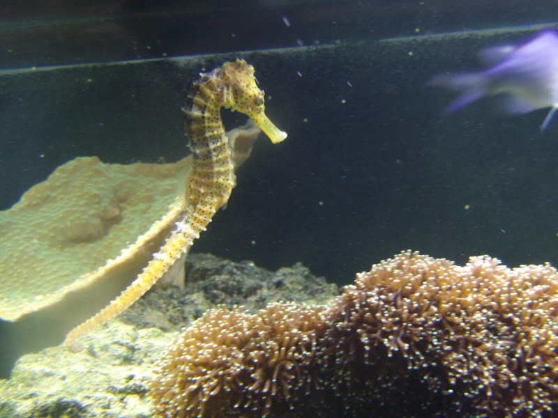 jayfish031.jpg