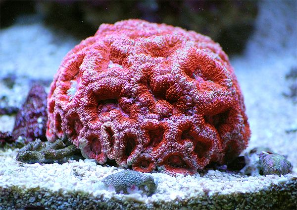RedAcan_zps1f778a87.jpg