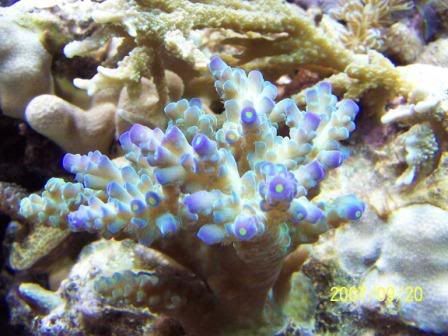 bluetipedacro.jpg