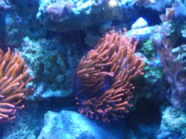 anenome001.jpg