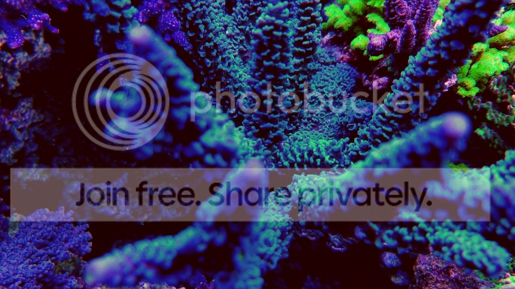 20170110_195323_zpsrpxqee2i.jpg