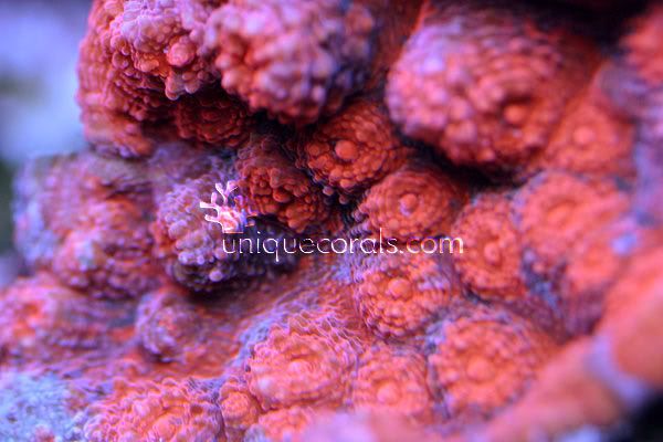 red_chalice_macro.jpg