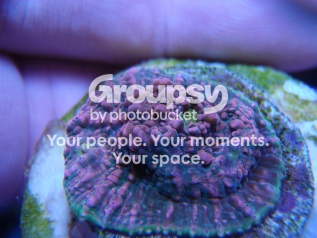 P3120043_zps56a4de08.jpg