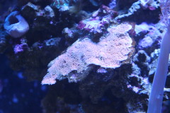 12998055634_5a0500ce92_m.jpg