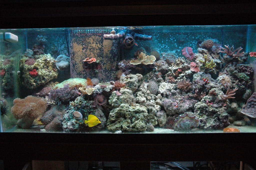 fishes011.jpg