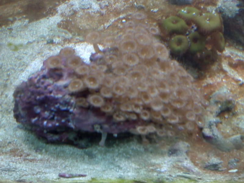 fish5.jpg