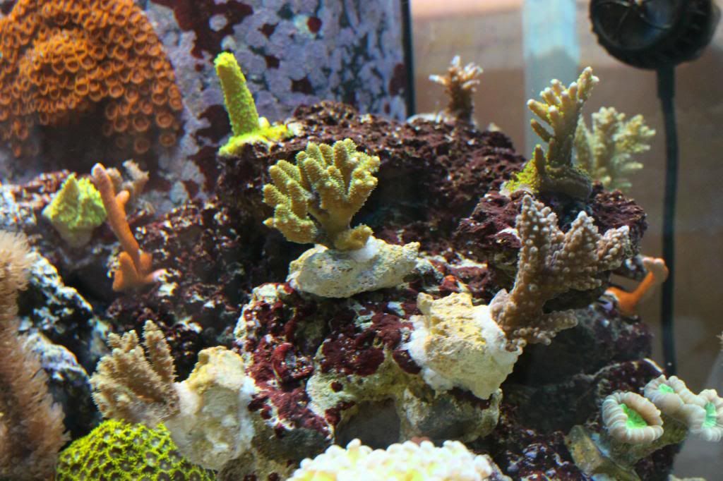 IMG_5846_zps8d4fb0b5.jpg
