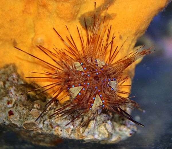 urchin.jpg