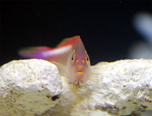 Arc_Eye_hawkfish.jpg