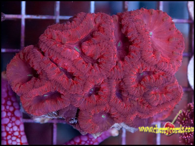 Coral_1-1.jpg