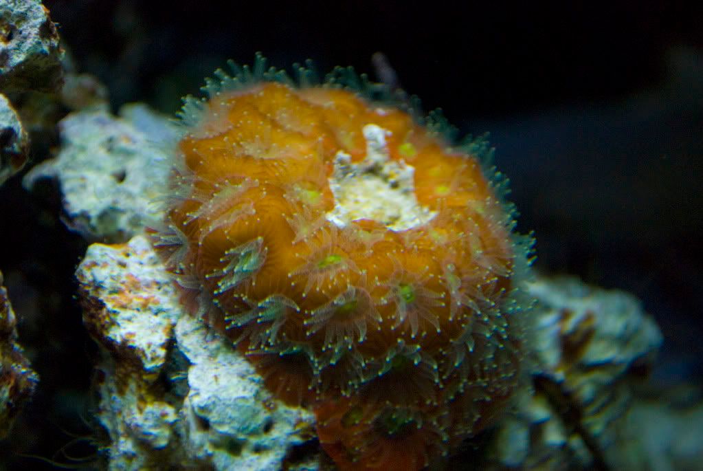 TyreeWarCoralColony.jpg