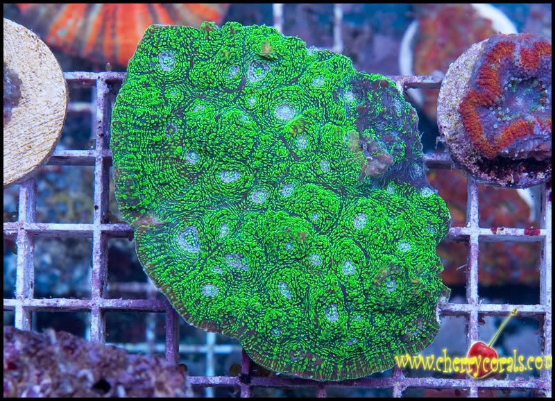NewCorals100_4.jpg