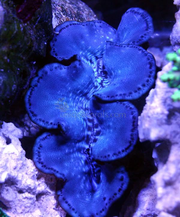 clam1.jpg