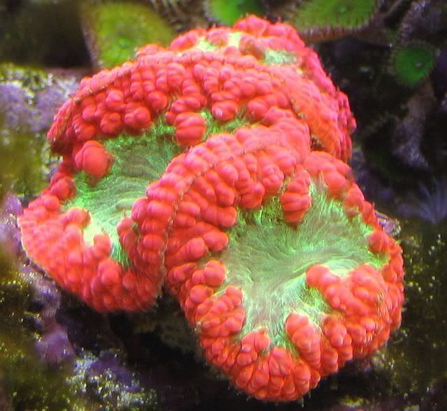 65g_AlienEyeBlastos.jpg
