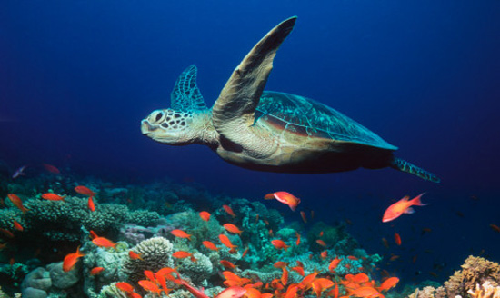 sea_turtle.jpg