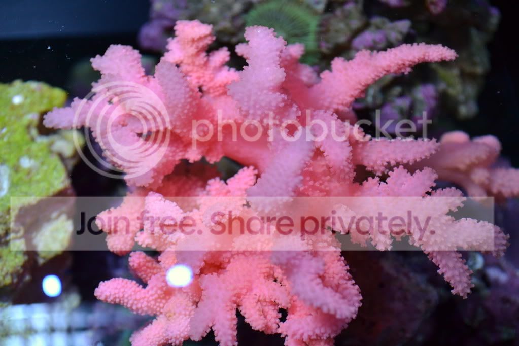 nanoforsale025.jpg
