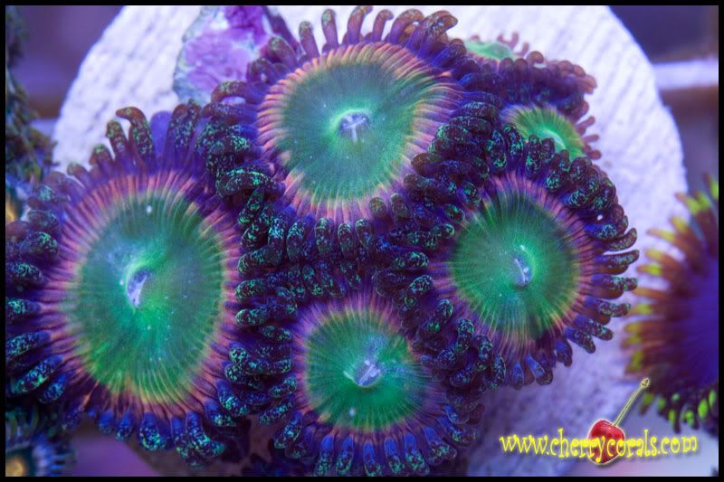 NewCorals085copy.jpg